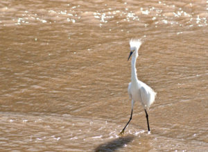 A white egret fishes in the shallows on Sayulita's Pacific beach © Christina Stobbs, 2012