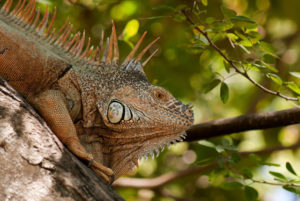 Mexican iguana © Christina Stobbs, 2012