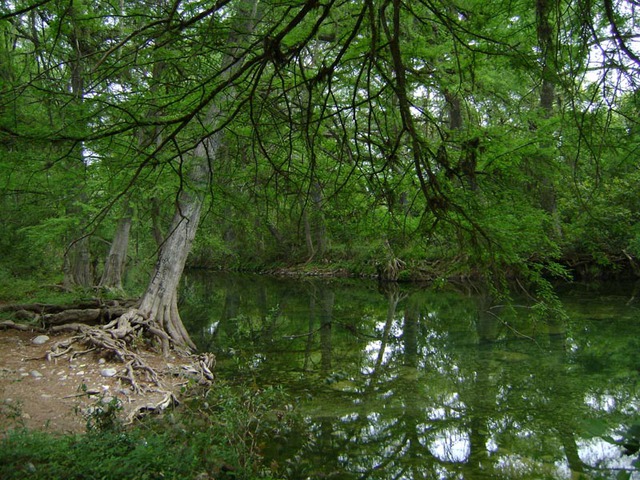 Quinta Tesoro de la Sierra Madre is set in little wildlife refuge on the banks of Rio Corona about 25 or 30 miles from Ciudad Victoria, Tamaulipas © Marvin West, 2015