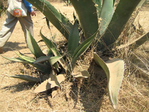 Two young magueys have sprouted next to the 'mother' plant. © Julia Taylor, 2011