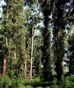 A large grove of eucalyptus trees stands where the concentration camp was once located. In the early 1900s, many Yaquis died at San Marcos or were sold into slavery in this train station in Jalisco. © John Pint, 2009