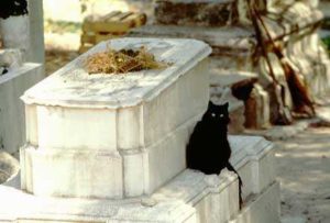 The black cat of the devil, a bruja's favorite companion, sits grooming itself in an abandoned cemetary.