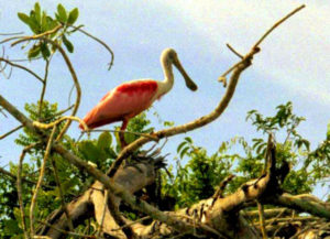 A roseate ppoonbill is just one of the many exotic birds you might spot among the mangroves of San Blas, located in Mexico's Tropical-Evergreen-Forest Ecosystem, one of five systems that converge inside the Magic Circle. © John Pint, 2010