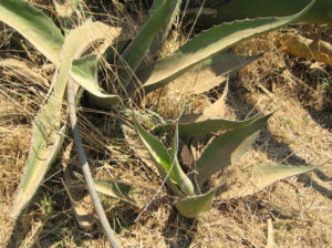 Two young magueys have sprouted next to the “mother” plant. Don Jose will transplant these sprouts to gaps left by spent magueys. © Julia Taylor, 2011