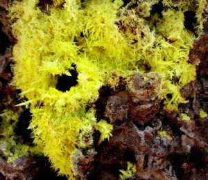 Hot steam shoots out of a fumarole coated with feather-like crystals of sulfur. There is still plenty of thermal activity beneath the caldera. © John Pint, 2014