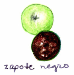 The zapote negro or chocolate pudding fruit has soft, black, pudding-like flesh. — Éste zapote tiene piel verde y una carne negra, suave como pudín.