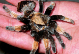 Orozco's goal is to raise 6000 tarantulas per year. By flooding the black market with legal tarantulas, he hopes to wipe out the illegal trade. © John Pint, 2011