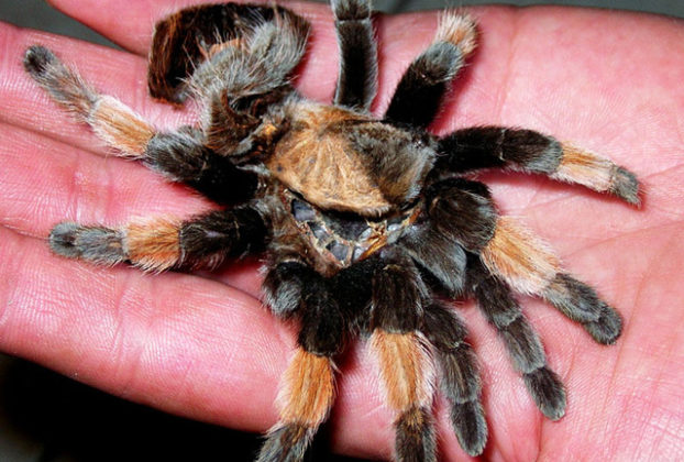 Orozco's goal is to raise 6000 tarantulas per year. By flooding the black market with legal tarantulas, he hopes to wipe out the illegal trade. © John Pint, 2011