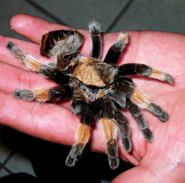 Orozco's goal is to raise 6000 tarantulas per year. By flooding the black market with legal tarantulas, he hopes to wipe out the illegal trade.© John Pint, 2011