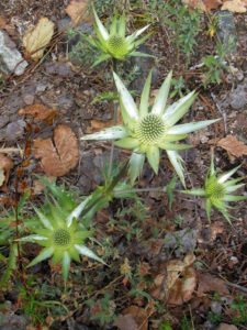 Succulents thrive in the sierra of Oaxaca, Mexico © Alvin Starkman, 2011