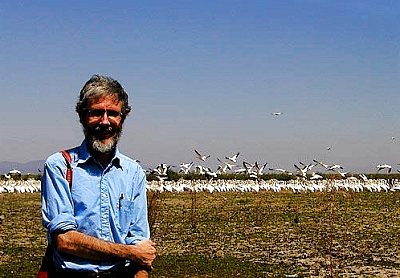 Author hopes pelicans will return for many more years ; Photo: Andrea Conckle