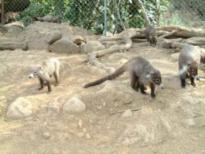 Little racoon type animals politely seek a handout.