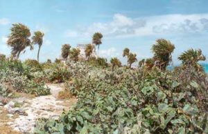 Sea grapes line the white sand path to the main structure in Tulum, Quintana Roo. © Anthony Wright, 2001