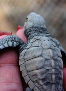 Because of the work of volunteers, about 80 percent of all gathered sea turtle eggs hatch. In nature, without assistance, less than 50 percent would hatch. This baby sea turtle greets the day at Todos Santos in Baja California Sur. © Mariah Baumgartle, 2012