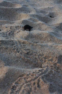 Newly hatched sea turtles on this Mexican beach instinctively point toward the water when released from shore. © Mariah Baumgartle, 2012