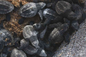 These Olive Ridley turtle hatchlings on Todos Santos beach is ready to go to the water and find a new home in their natural habitat. © Mariah Baumgartle, 2012