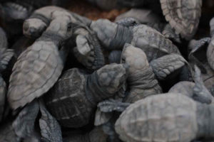 Thanks to the efforts of the local turtle rescue agencies, more and more baby sea turtles are being hatched each year. The success of the programs, however, will not be known for another few years when scientists study the data to determine if there is an increase in the number of nesting turtles because it takes a female Olive Ridley seven years to mature and reproduce. © Mariah Baumgartle, 2012