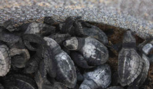 After they are removed from their temporary nests, the hatchling sea turtles are placed in a Styrofoam cooler before being transported to the shore where they are released to the water in Todos Santos. © Mariah Baumgartle, 2012