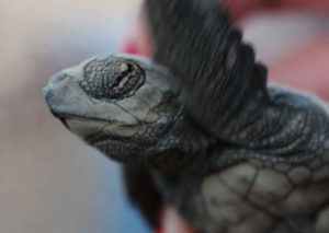 As soon as they hatch, baby sea turtles start moving their flippers in a swimming motion. © Mariah Baumgartle, 2012