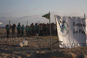 The local turtle rescue agencies in Todos Santos, Mexico, are in need of donations. Each year they improve, repair or build new hatching pens and incubators to assist in hatching even more eggs. They also have a need for more ATVs, infrared binoculars to help them spot nesting females in the dark, GPS equipment, and even gasoline to fuel their ATVs as they patrol the beaches. © Mariah Baumgartle, 2012