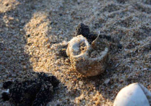 As the baby sea turtle emerges from its egg, it is ready to find its home in the ocean off Mexico's Baja California Peninsula. © Mariah Baumgartle, 2012
