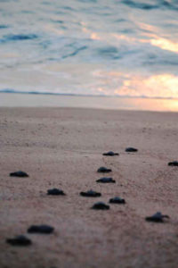 Another group of Olive Ridley hatchlings heads toward the ocean. They are a protected species along Mexico's coasts where they lay their eggs. © Mariah Baumgartle, 2012