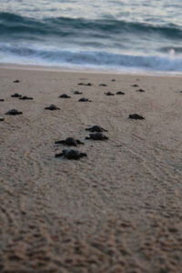 These baby sea turtles are heading home — to the ocean — after hatching on a beach in Todos Santos, Baja California Sur, Mexico. © Mariah Baumgartle, 2012