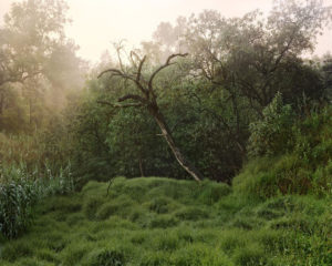 Janelle Lynch: Los Jardines de Mexico