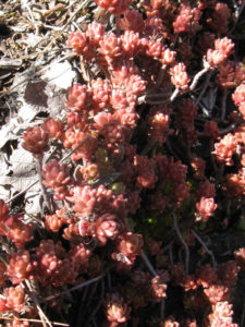 Exuberant plant growth brings color to the Mexican forest © Alvin Starkman, 2011