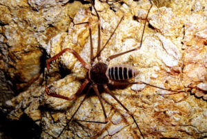 The tailless whip scorpion (Acanthophrynus coronatus) is not a scorpion at all, but a harmless amblypigid often found in warmer caves in Mexico. © John Pint, 2010