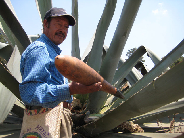 Don Jose shows the hollow gourd, or acocote, that he uses to extract the aguamiel from the maguey plant. He is an expert at creating pulque. © Julia Taylor, 2011