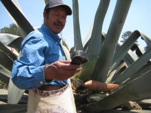 Close up of the scraping tool specially made by a local craftsman. Mexican pulque producer Don Jose scrapes the core of the maguey twice daily to harvest the sweet sap. © Julia Taylor, 2011
