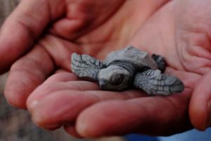 Hatchling Olive Ridley sea turtles are barely the size of a human palm. They are a protected species along Mexico's coasts where they lay their eggs. © Mariah Baumgartle, 2012