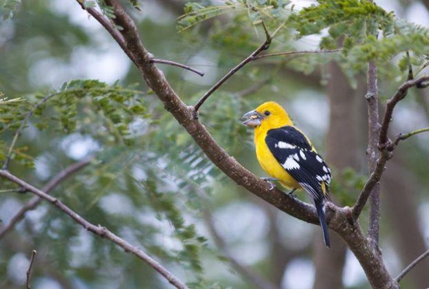 Pheucticus chrysopeplus, Yellow grosbeak, Picogrueso amarillo