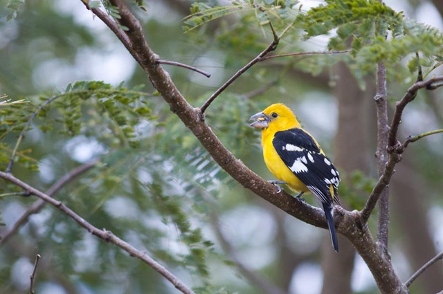 Pheucticus chrysopeplus, Yellow grosbeak, Picogrueso amarillo