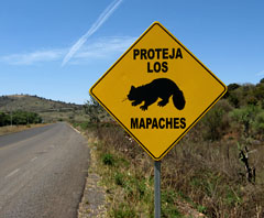 A sign on the road to Mazamitla says 'Protect Raccoons' © Marvin West 2012