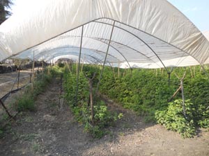 A Mexican berry farm © Daniel Wheeler, 2014