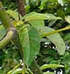 Avocado leaves