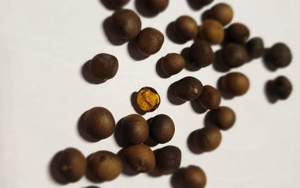 Azafran de bolita (Ditaxis heterantha)