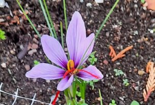 Saffron (Crocus sativus). Photo: Tony Burton