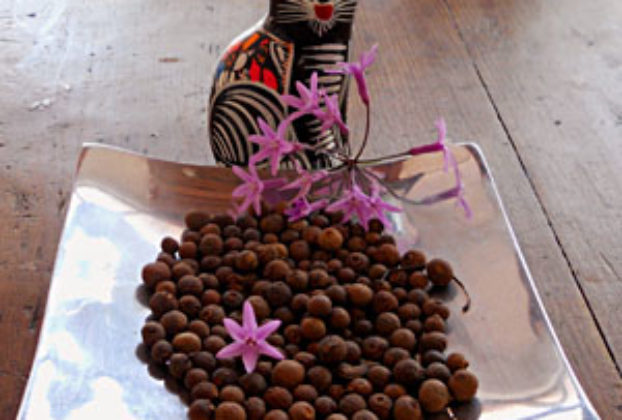 Known as pimienta gorda, allspice is grown in Puebla, Mexico © Daniel Wheeler, 2011