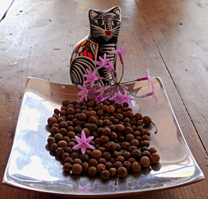 Known as pimienta gorda, allspice is grown in Puebla, Mexico © Daniel Wheeler, 2011