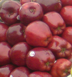 "Apples piled in a "monton" © Daniel Wheeler, 2009