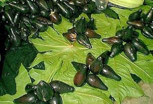 Criollo Avocados. Photo by Beth Kelly