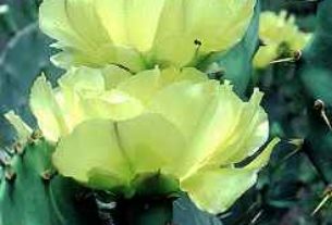 Prickly Pear Cactus Flower