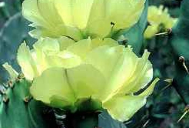 Prickly Pear Cactus Flower