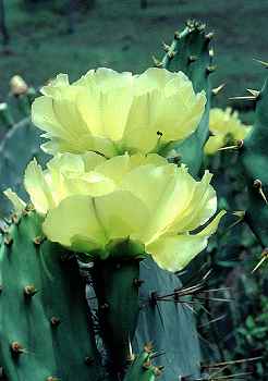 Prickly Pear Cactus Flower