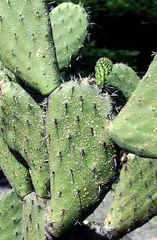 Prickly Pear leaves