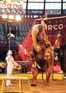 The Atayde Hermanos Circus boasts an African elephant act. Note that this creature is walking on two legs, carrying Dayana, the Hula Hoop artist.