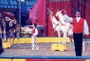 The animal trainer Jim Garner and his son working with the llamas and a camel.